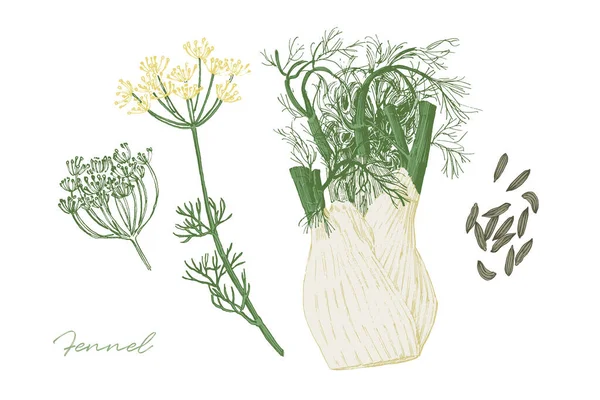 Ročník Ilustrace Fenyklové Byliny Ovocem Květinami Ručně Kreslená Botanická Ilustrace — Stockový vektor
