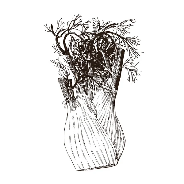Handgetekende Illustratie Van Venkel Geïsoleerd Witte Achtergrond Botanische Illustratie Geschetst — Stockvector