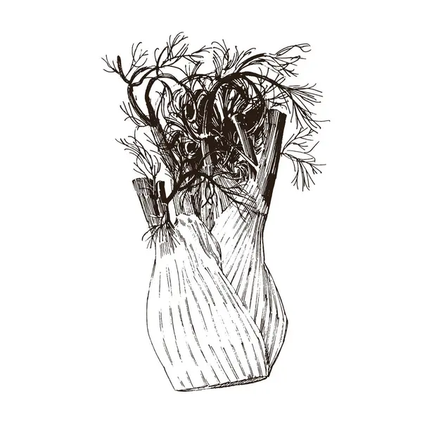 Ручна Намальована Ілюстрація Фенхелю Ізольована Білому Тлі Ботанічна Ілюстрація Ескізний Стоковий вектор