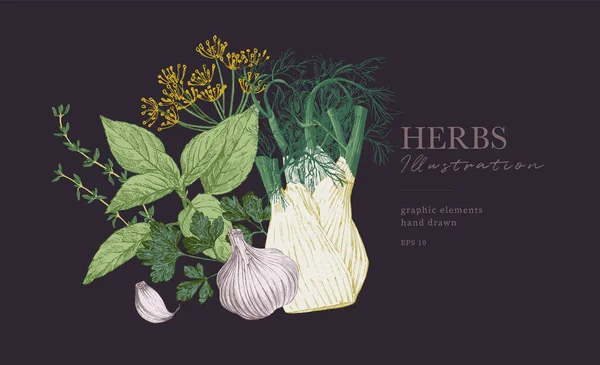 Ilustraciones Hierbas Dibujadas Mano Cartel Culinario Hierba Entera Hinojo Con — Archivo Imágenes Vectoriales