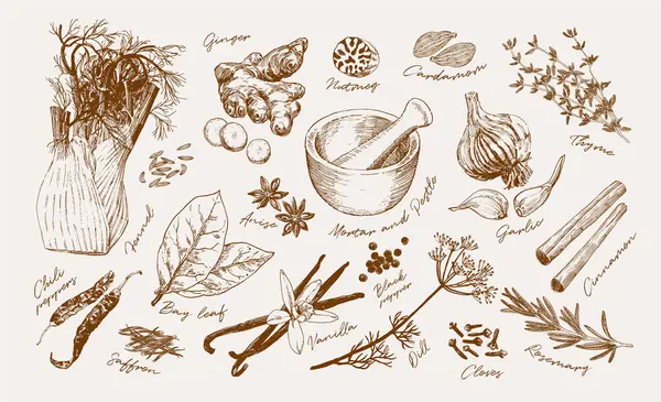 Рука Намалювала Колекцію Популярних Трав Спецій Кулінарний Плакат Кулінарної Книги — стоковий вектор