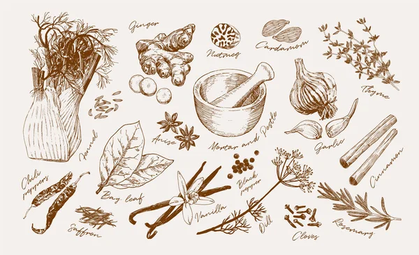 手工绘制的流行草药和香料的集合 烹饪书和厨房装饰用的烹饪海报 老式蚀刻风格 矢量图形