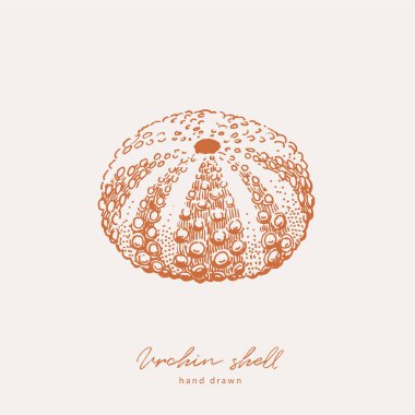 Deniz kestanesi kabuğunun el çizimi
