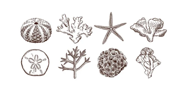 Ручная Коллекция Морских Раковин Кораллов Иллюстрации Винтажного Стиля — стоковый вектор