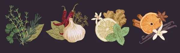 Трави Спеції Організовуються Групами Мальовані Вручну Ілюстрації Шаблони Кадрів — стоковий вектор