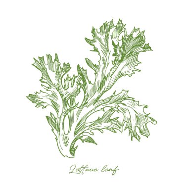 Beyaz arkaplanda tek marul yaprağı oyması izole