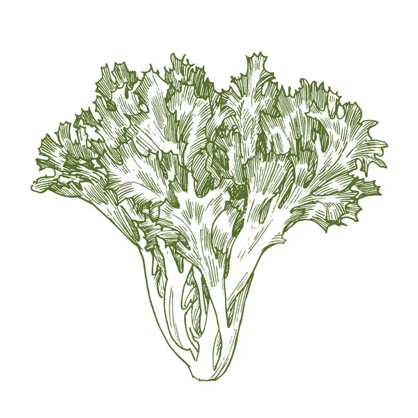 Saláta Növény Gravírozott Rajz Elszigetelt Fehér Alapon — Stock Vector