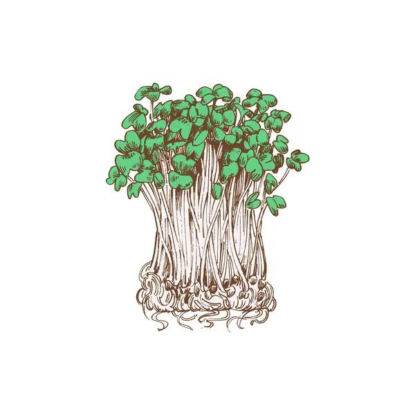 Dibujo Grabado Microgreens Verduras Hoja Verde Aisladas Sobre Fondo Blanco Vector de stock