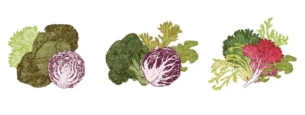 Conjuntos Legumes Ilustração Gravada Repolho Alface Microgreens — Vetor de Stock