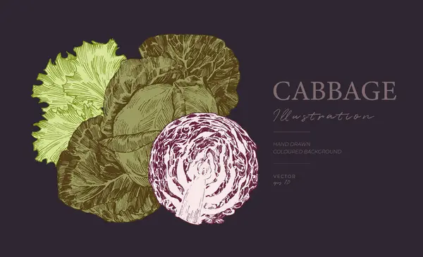 黑色背景上的卷心菜和莴苣雕刻插图 免版税图库插图