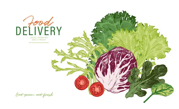 新鮮なレタスの葉 緑の野菜手描きイラスト フード配信テンプレートデザイン ストックイラスト