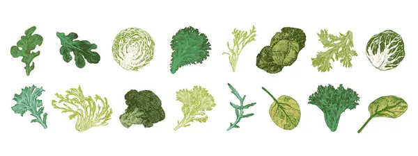 Иллюстрации Капусты Салата Большой Овощной Набор Стоковый вектор