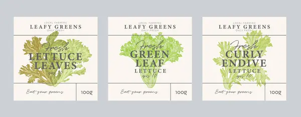 卷心菜和生菜手绘插图 现代包装设计 标签背景模板 矢量图形