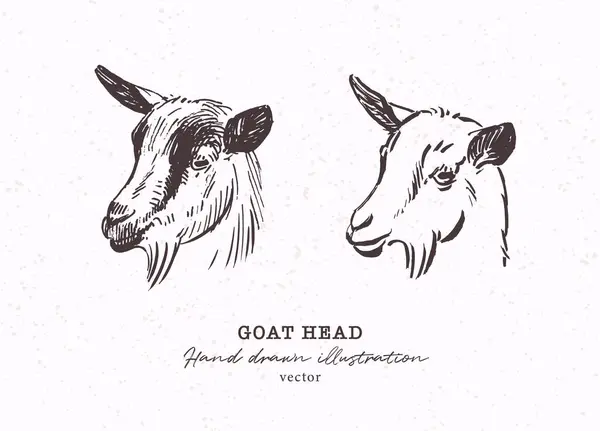Goat Head Hand Drawn Vector Farm Animal Illustration Engraved Style Stockillustration