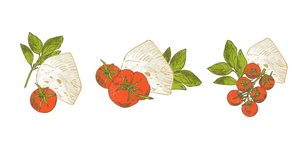 手绘番茄 奶酪和罗勒 食品插图 抽象画 免版税图库矢量图片