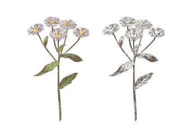 El çizimi pire bitkisi, oymalı botanik çizimi.