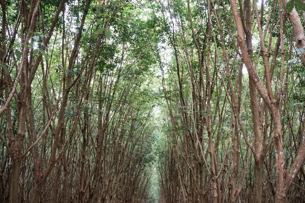 Gummiträdgård Jordbruk Thailand — Stockfoto