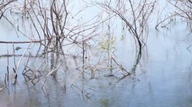 Suda kurumuş çay dalı, göl kapalı.