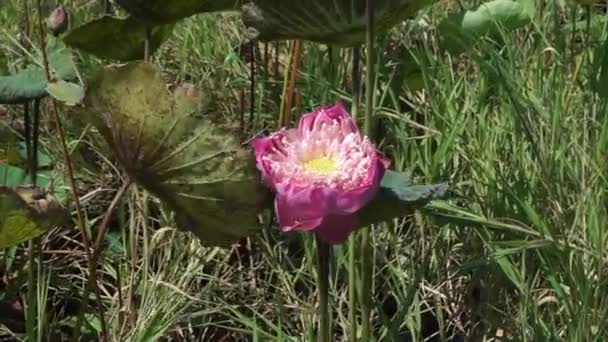 Różowy Kwiat Lotosu Stawie Zdjęcie Ręczne — Wideo stockowe