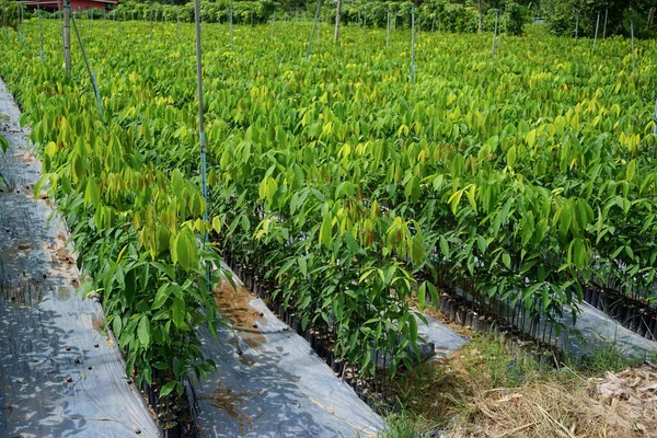 Trädplantage Tillväxt Gården Jordbruk Bakgrund — Stockfoto