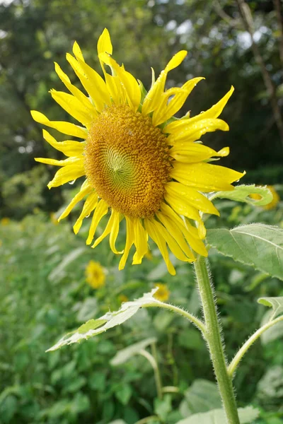 向日葵在花园里盛开 自然背景 — 图库照片