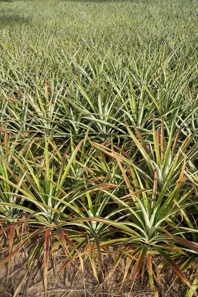 Pineapple Plant Farm Agriculture Background — Stock Photo, Image