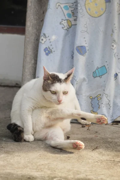 Katt Vila Med Roliga Åtgärder — Stockfoto
