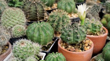 Bahçedeki kaktüs tenceresi grubu, bitki örtüsü arka planı.