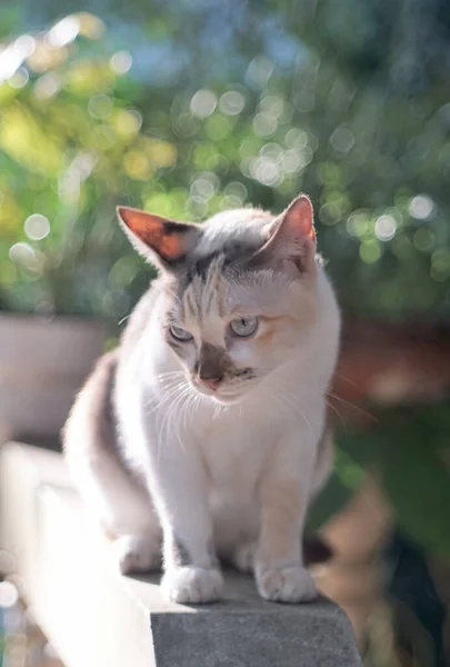 Retrato Gato Com Fundo Jardim — Fotografia de Stock