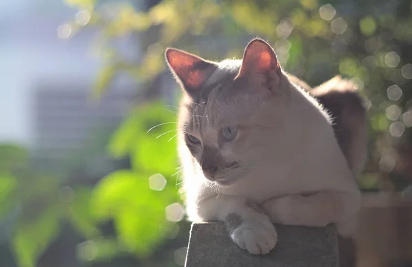 Kočičí Portrét Osvětleným Rozmazaným Pozadím — Stock fotografie