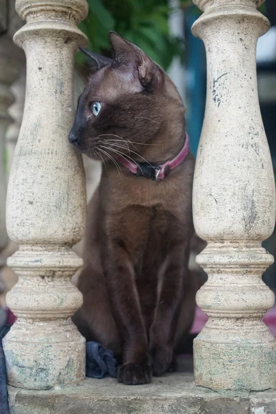 Korkulukların Arasında Oturan Kahverengi Kedi — Stok fotoğraf