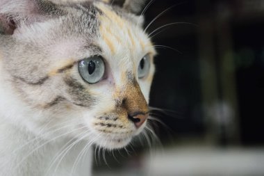Kedi suratının portresi. Yakın çekim.