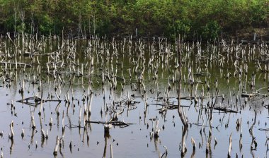 Yapraksız ağaç gövdeleri bataklıkta duruyor, çevre arka planında.
