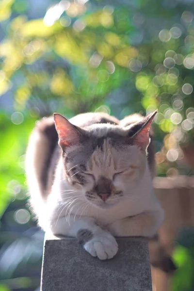 Portrét Kočky Zavřenýma Očima Zadním Světlem Rozmazaným Pozadím — Stock fotografie