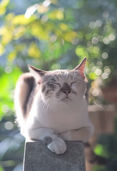 Portrét Kočky Zavřenýma Očima Zadním Světlem Rozmazaným Pozadím — Stock fotografie