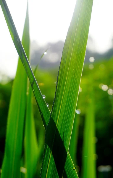 Färsk Natur Bakgrund Grönt Gräs Och Droppar Med Morgonhimlen — Stockfoto