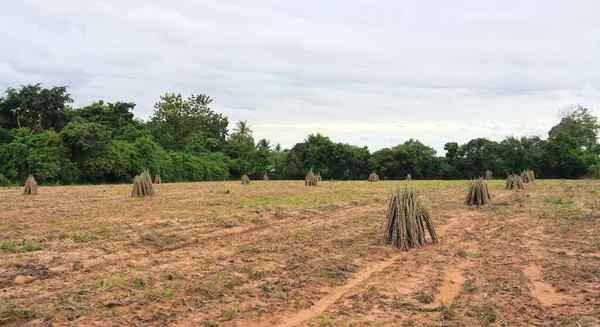 キャッサバ農場 キャッサバの木のプランテーションの準備 — ストック写真