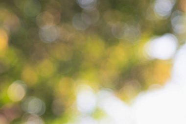 Soyut bokeh arkaplan, doğa ve bulanık arkaplan 