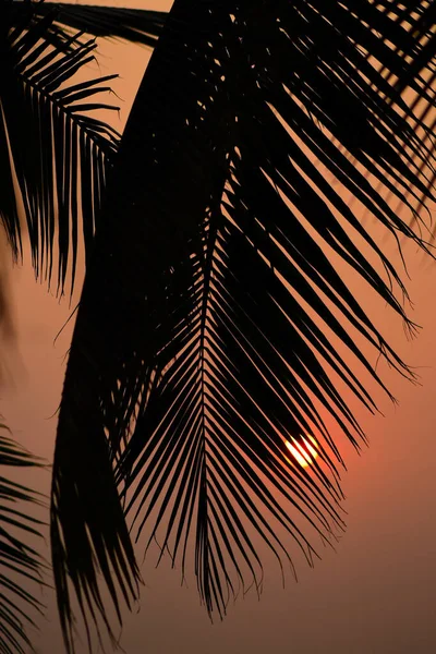 Тематический Фон Острова Силуэт Пальмового Листа Фоне Неба Заката — стоковое фото