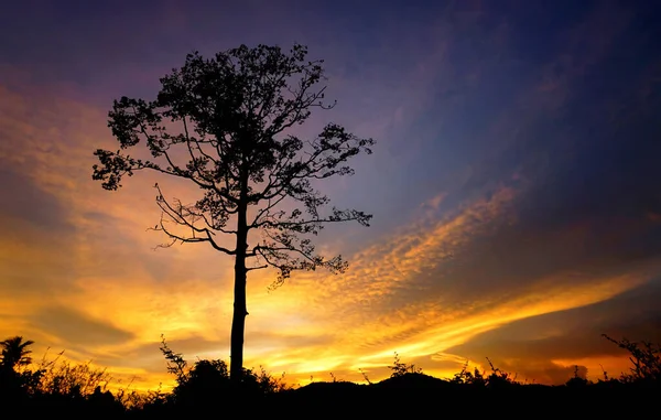Δραματικός Ουρανός Μεγάλη Σιλουέτα Δέντρου Φόντο Φύσης — Φωτογραφία Αρχείου
