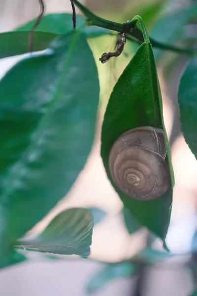 Snail Green Leaf Nature Background — Stock Photo, Image
