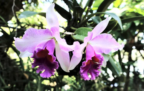 Lila Orchideenblüte Garten Nahaufnahme — Stockfoto