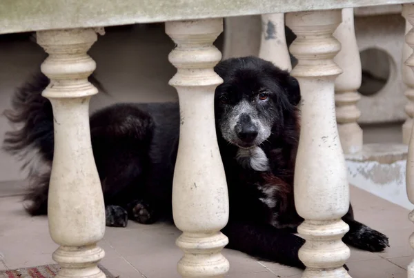 Czarny Pies Siedzi Patrzy Przez Barierkę — Zdjęcie stockowe