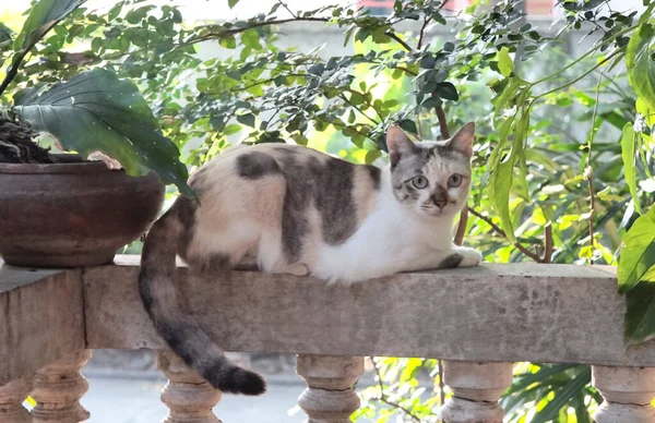 庭の背景を持つ手すりに猫の残り — ストック写真