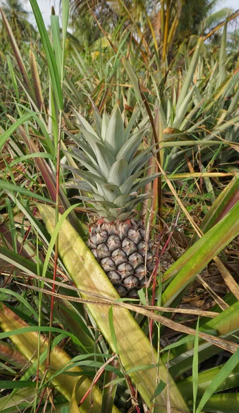 Zblízka Ananasové Ovoce Farmě Doba Sklizně — Stock fotografie