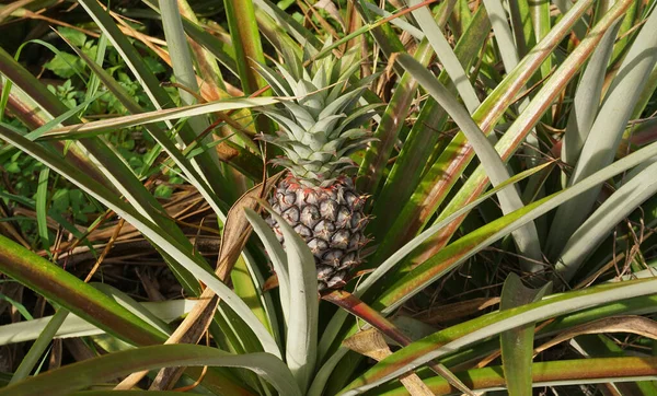 Close up of pineapple fruit in farm, Harvest time