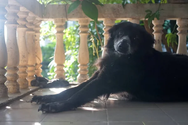 Czarny Pies Rozciąga Nogi Relaksuje Się Pokładzie — Zdjęcie stockowe