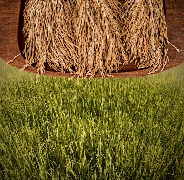 Rýžové Pole Dřevěném Podnosu Zeleným Rýžovým Polem Koncept Sklizně — Stock fotografie