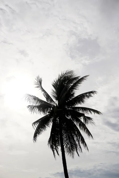明るい太陽の空と雲の背景とヤシの木のシルエット — ストック写真