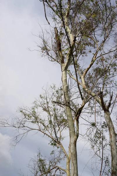 Baum Mit Wolken Hintergrund — Stockfoto